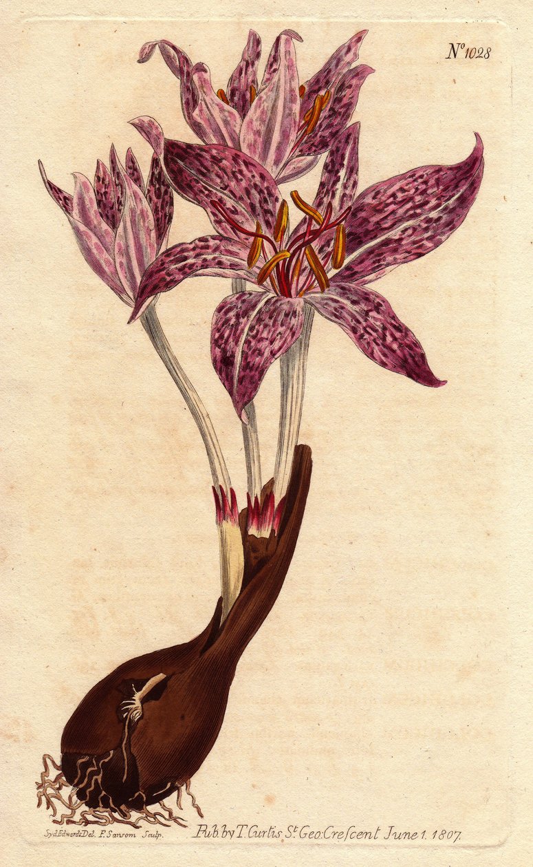 Colchique saffron des pres, med løk og flere lilla blomster flekkete. Ruteblomstret engsafran, med løk og tallrike lilla flikkede blomster. Colchicum variegatum. Håndfarget kobberstikk fra en botanisk illustrasjon av Sydenham Edw av Sydenham Teast Edwards