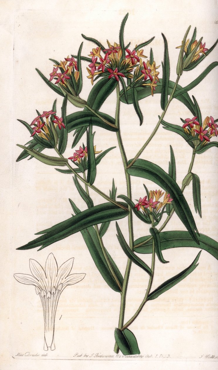 Collomia neon - Plate gravert av S.Watts, fra en illustrasjon av Sarah Anne Drake (1803-1857), fra Botanical Register of Sydenham Edwards (1768-1819), England av Sydenham Teast Edwards