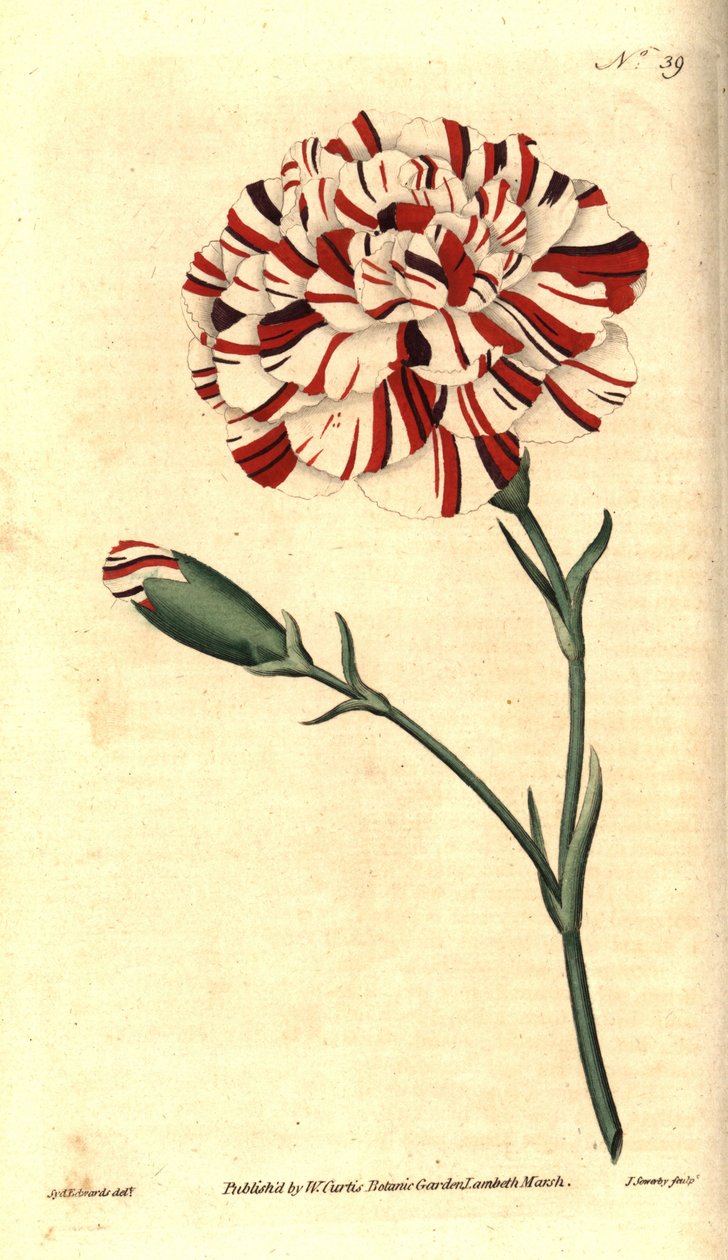 Vanlig nellik, blomsternellik eller nelliknellik - Franklins tartar, skarlagensrød bisarr nellik, Dianthus caryophyllus. Håndfarget kobberstikk av James Sowerby etter en botanisk illustrasjon av Sydenham Edwards fra William Curtis ' The Bota av Sydenham Teast Edwards