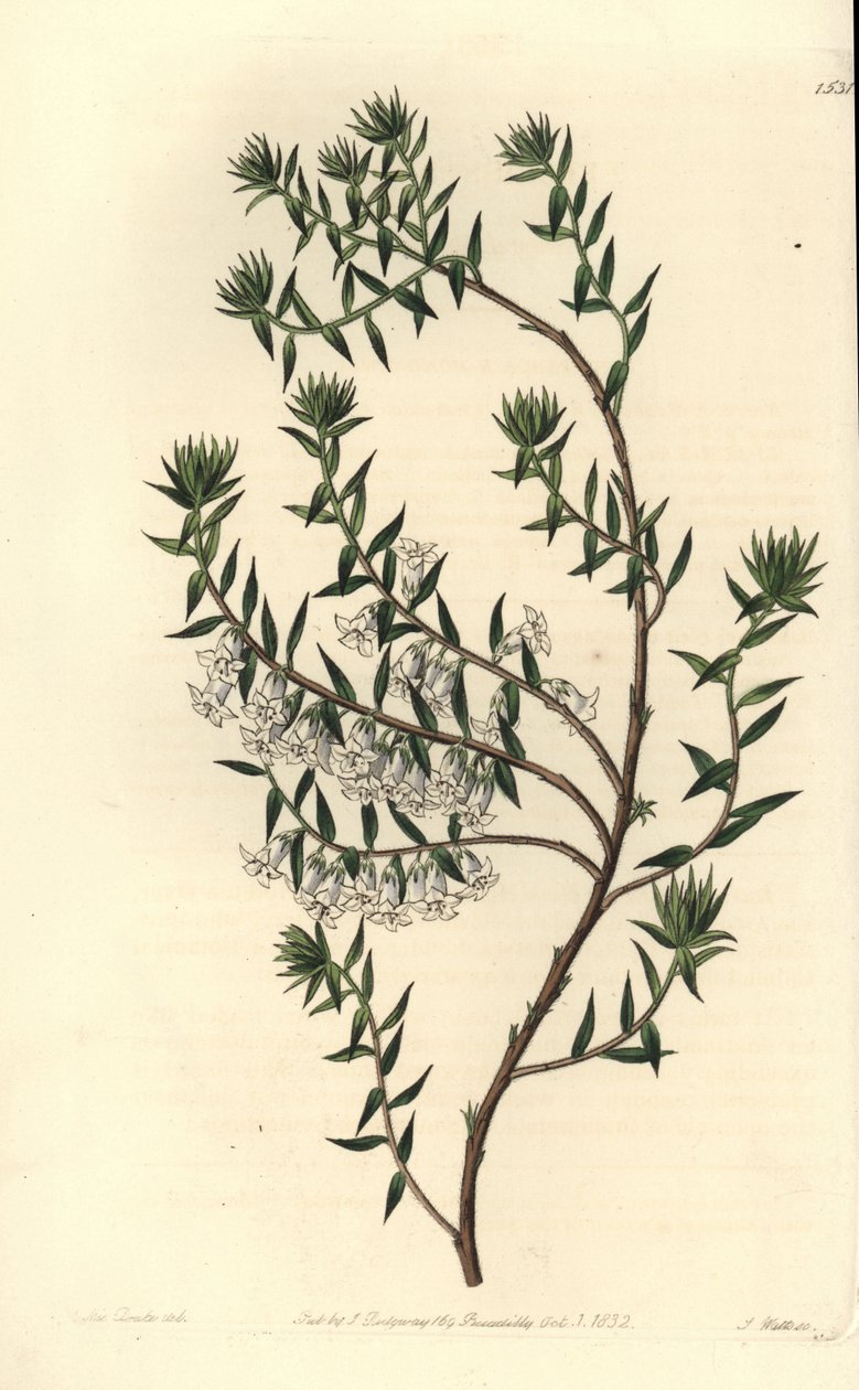 Vanghei, Epicris impressa (Snøhvit epacris, Epicris nivalis). Håndfarget kobberstikk av S. Watts etter en illustrasjon av Miss Sarah Drake fra Sydenham Edwards' Botanical Register, Ridgeway, London av Sydenham Teast Edwards