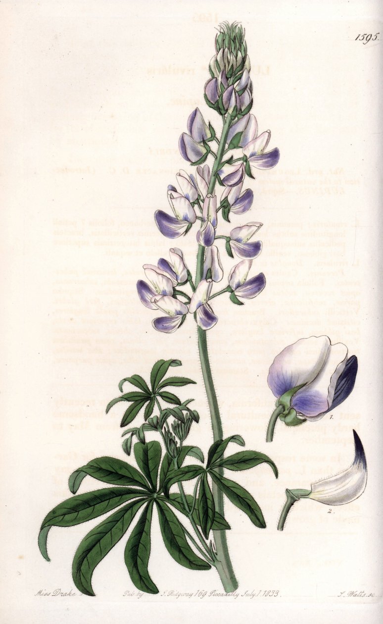Vanlig elvebreddslupin - Gravert tavle av S.Watts, fra en illustrasjon av Sarah Anne Drake (1803-1857), fra Botanical Register of Sydenham Edwards (1768-1819), England av Sydenham Teast Edwards