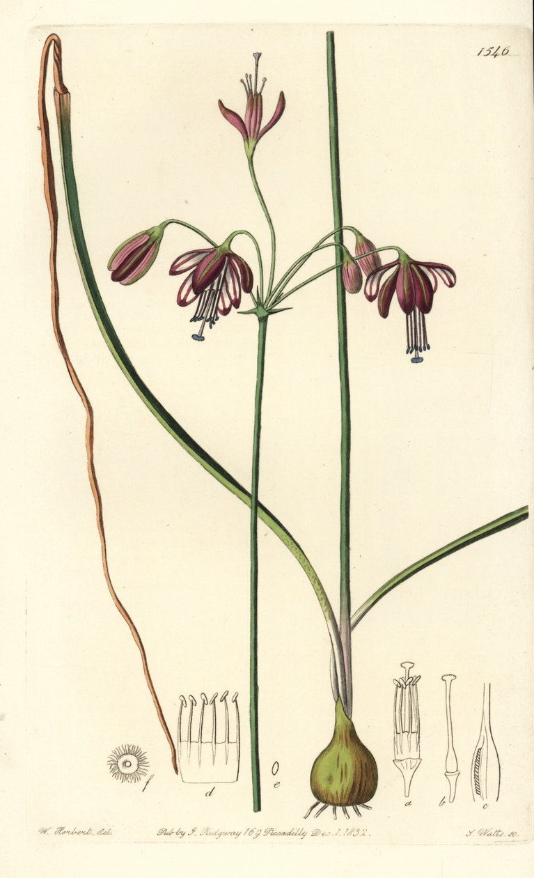 Korall fra Mexico eller dråpe korall - Koralldråper, Bessera elegans (hulbladspharium, Pharium fistulosum). Håndfarget kobberstikk av S. Watts etter en illustrasjon av William Herbert fra Sydenham Edwards' Botanical Register, Ridgeway, Lond av Sydenham Teast Edwards