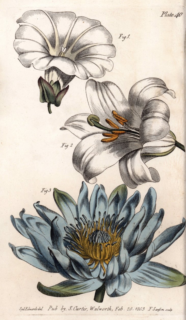 Corolla: feltkant (blomsten har et enkelt kronblad), lilje (heksapetal) og lilje (polypetal). Farget kobberstikk, illustrasjon av Sydenham Edwards (1768-1819) for Conferences of Botanical, Botanical Garden of Lambeth (England) av Sydenham Teast Edwards