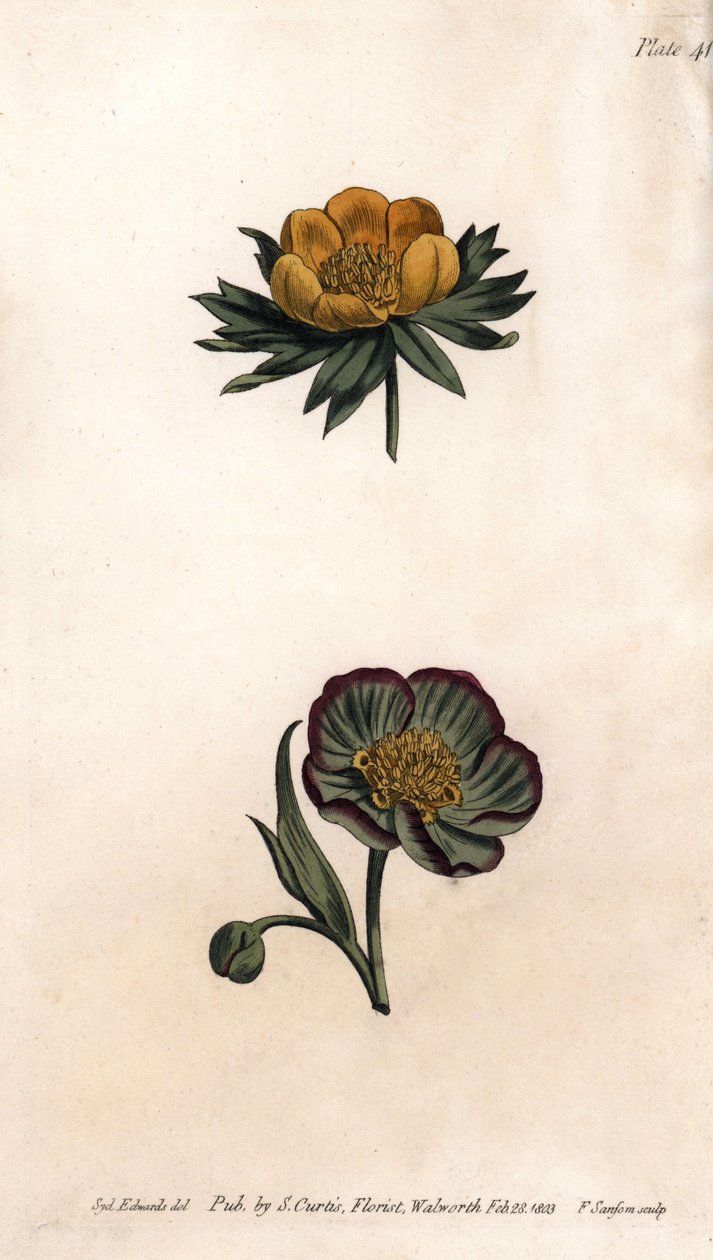 Corolla av vinter eranth (eller helleborine eller vinter aconit) og hellebore fetide. Farget kobberstikk, illustrasjon av Sydenham Edwards (1768-1819) for Conferences of Botanical, Botanical Garden of Lambeth (England) av Sydenham Teast Edwards