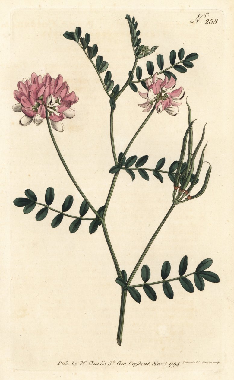 Coronilla bigaree - Lilla kronvikke, Securigera varia (Purple coronilla, Coronilla varia). Håndfarget kobberstikk av Sansom etter en illustrasjon av Sydenham Edwards fra William Curtis' Botanical Magazine, London av Sydenham Teast Edwards