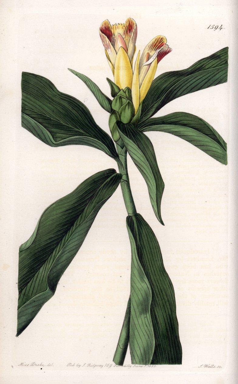 Costus Variete - Plate gravert av S.Watts, fra en illustrasjon av Sarah Anne Drake (1803-1857), fra Botanical Register of Sydenham Edwards (1768-1819), England av Sydenham Teast Edwards