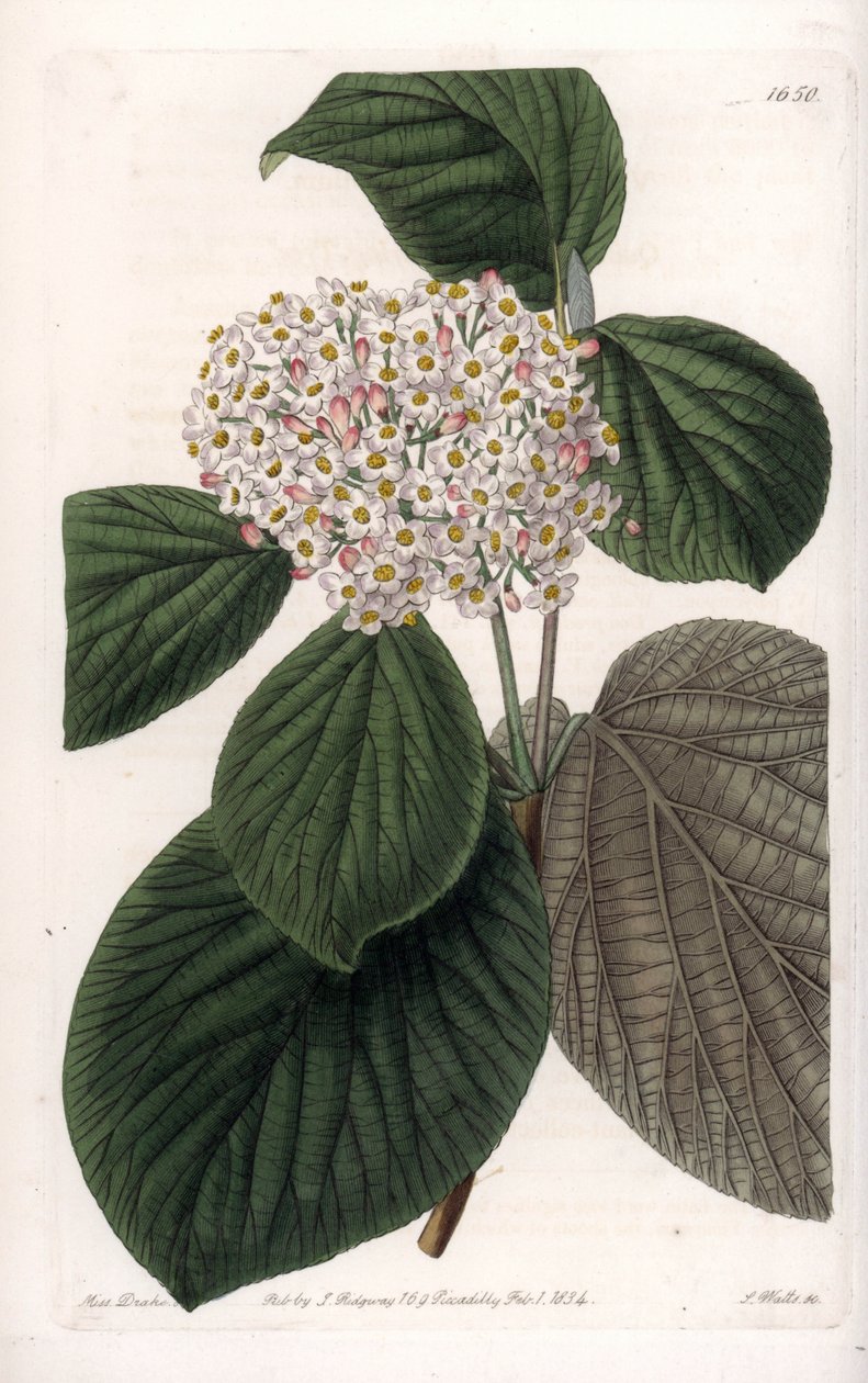 Cotton Viorne - Gravert tavle av S.Watts, fra en illustrasjon av Sarah Anne Drake (1803-1857), fra Botanical Register of Sydenham Edwards (1768-1819), England av Sydenham Teast Edwards
