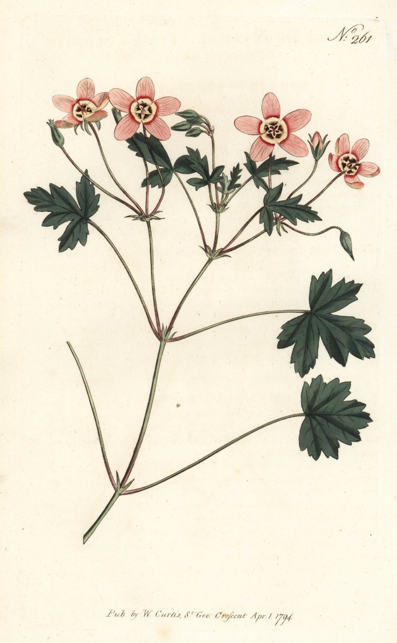 Tranesebb (eller storkenebb) - Kjøttfarget tranesebb, Erodium incarnatum. Håndfarget kobberstikk av Sansom etter en illustrasjon av Sydenham Edwards fra William Curtis' Botanical Magazine, London av Sydenham Teast Edwards