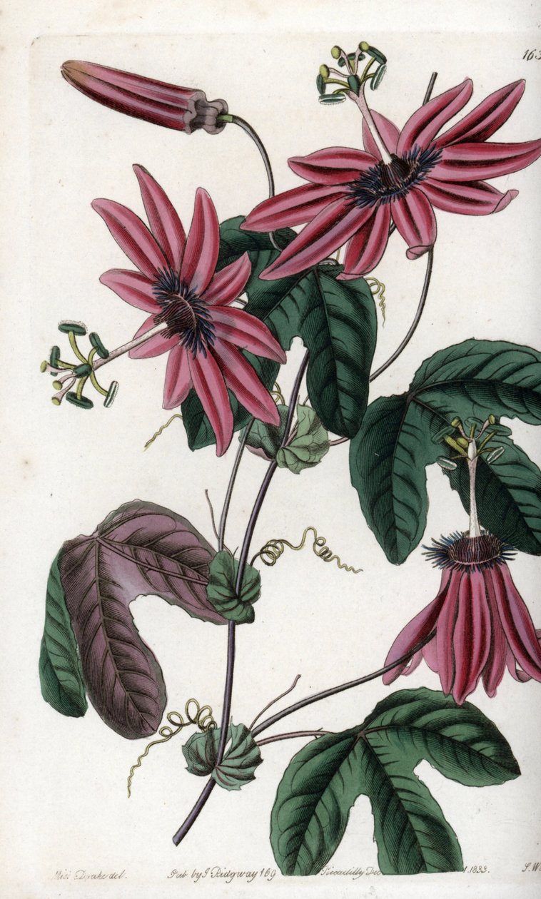 Crimson Passion - Plate gravert av S.Watts, fra en illustrasjon av Sarah Anne Drake (1803-1857), fra Botanical Register of Sydenham Edwards (1768-1819), England av Sydenham Teast Edwards