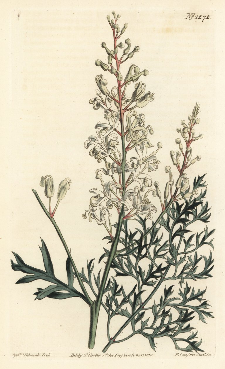 Crinkle bush eller reinfane - Crinkle bush eller persille bregne (svovel-urt-leaved lomatia), Lomatia silaifolia. Håndfarget kobberstikkgravering av F. Sansom Jr. etter en illustrasjon av Sydenham Edwards fra William Curtis 