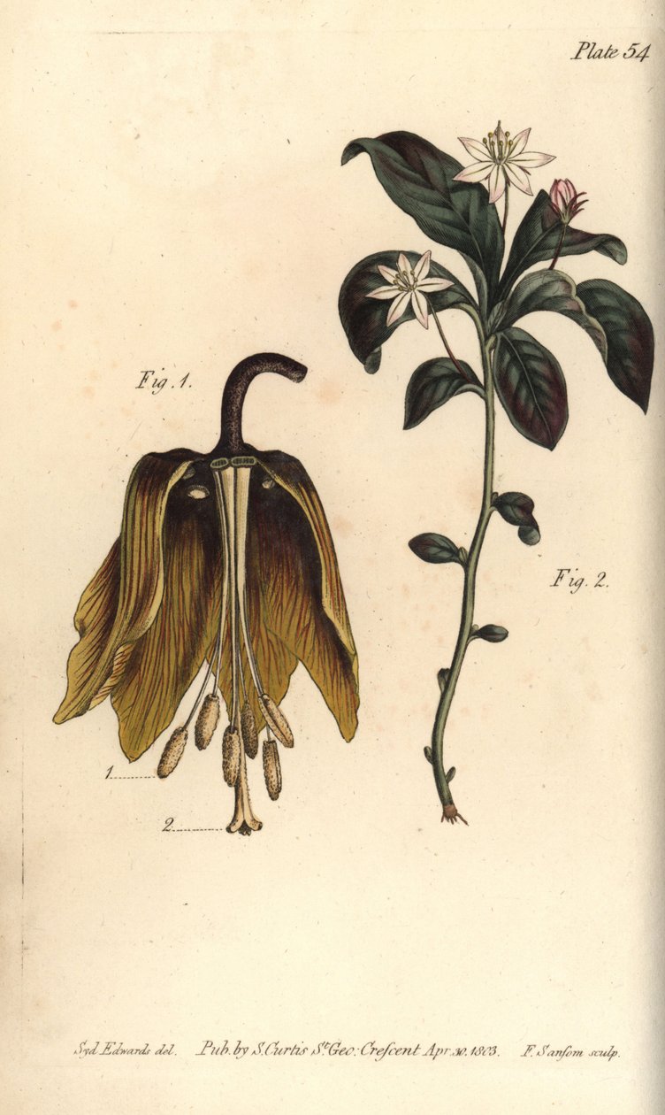 Krone keiserlig blomst, Fritillaria imperialis, Haustrria av Sydenham Teast Edwards