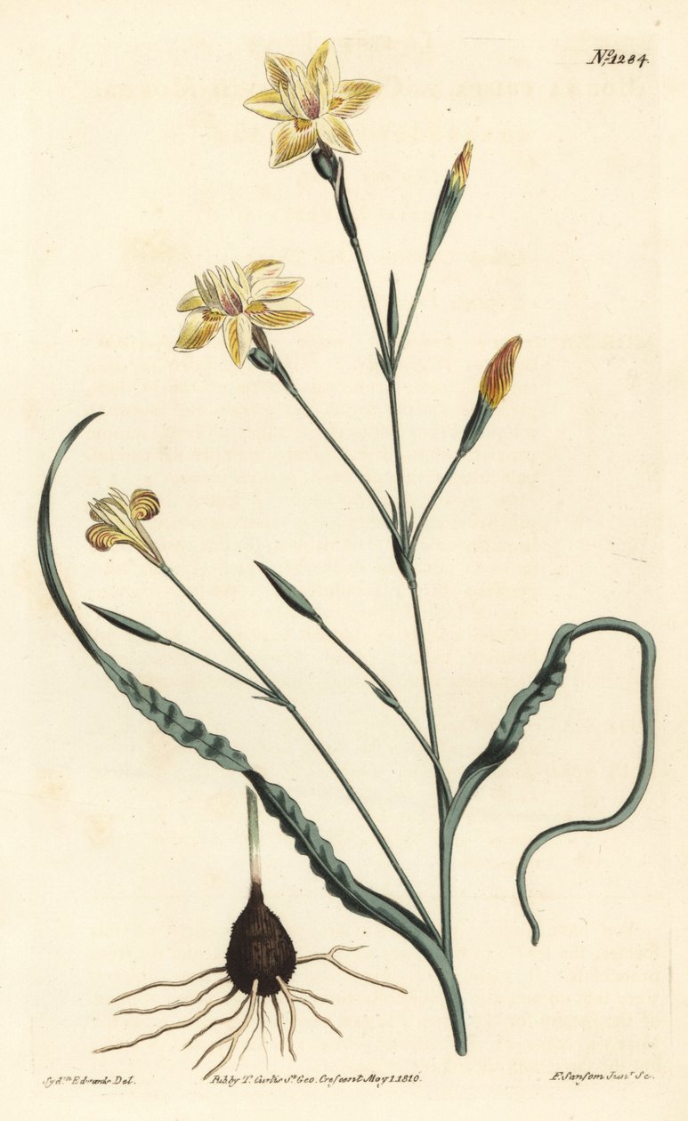 Krøllet bladmoraea, Moraea crispa. Håndfarget kobberstikk av F. Sansom Jr. etter en illustrasjon av Sydenham Edwards fra William Curtis' Botanical Magazine, T. Curtis, London av Sydenham Teast Edwards