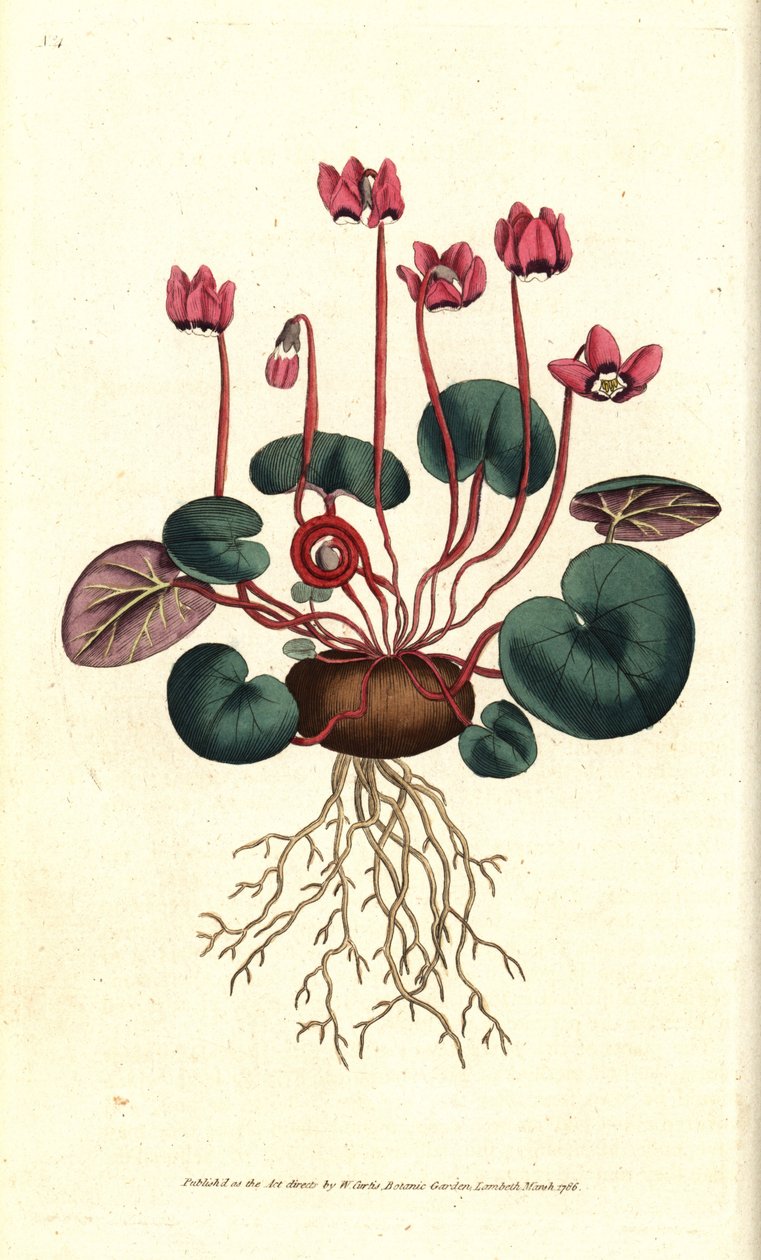 Cyclamen de Cos eller Caucasus - Rundbladet cyclamen, Cyclamen coum. Håndfarget kobberstikk etter en botanisk illustrasjon av James Sowerby fra William Curtis' The Botanical Magazine, Lambeth Marsh, London av Sydenham Teast Edwards