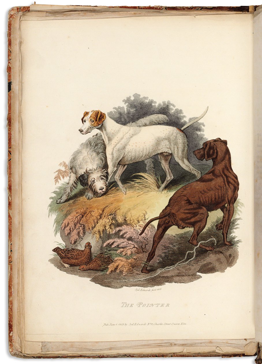Cynographia Britannica: Bestående av fargede graveringer av forskjellige hunderaser som eksisterer i Storbritannia, 1800-05 av Sydenham Teast Edwards