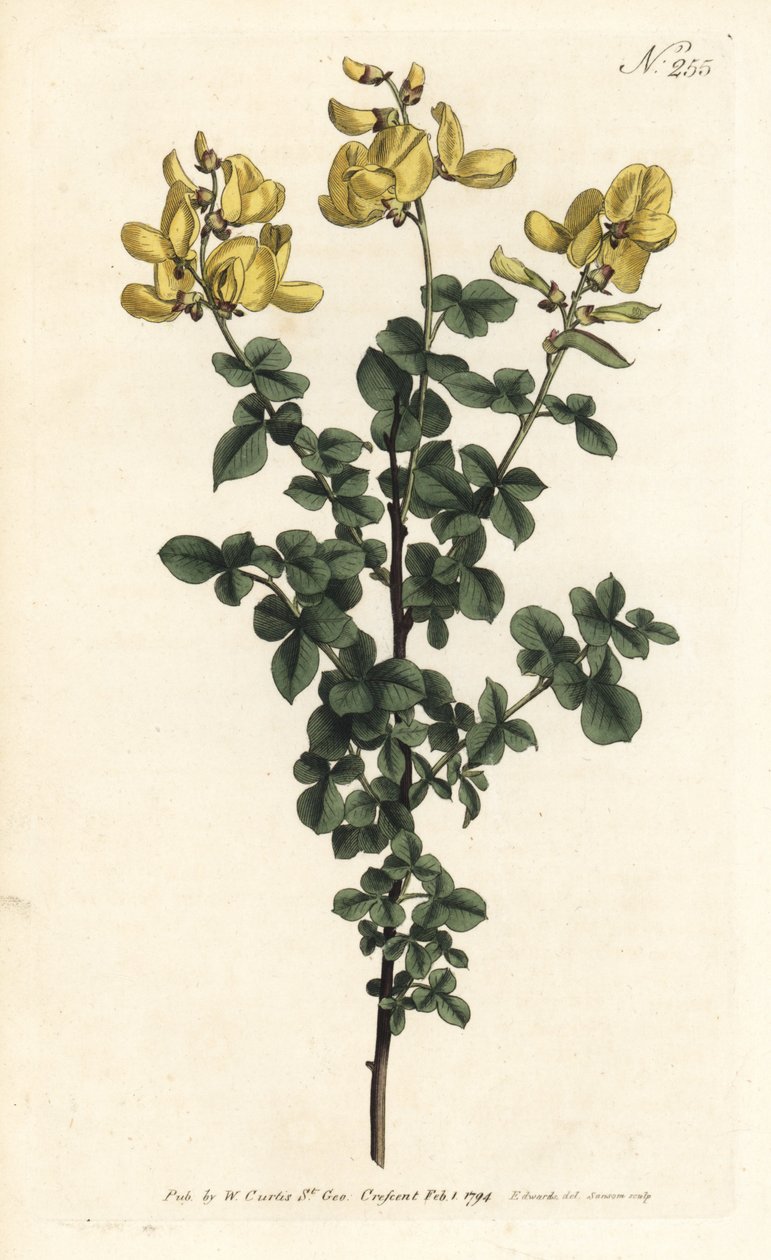 Cytisophyllum sessilifolium (Vanlig cytisus, Cytisus sessilifolius). Håndfarget kobberstikk av Sansom etter en illustrasjon av Sydenham Edwards fra William Curtis' Botanical Magazine, London av Sydenham Teast Edwards
