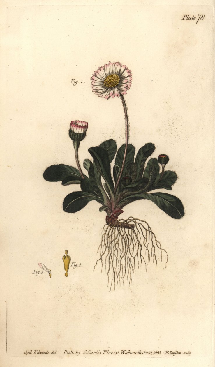 Daisy, Bellis perennis, Polygamia superflua. Håndfarget kobberstikk av F. Sansom av en botanisk illustrasjon av Sydenham Edwards for William Curtis
