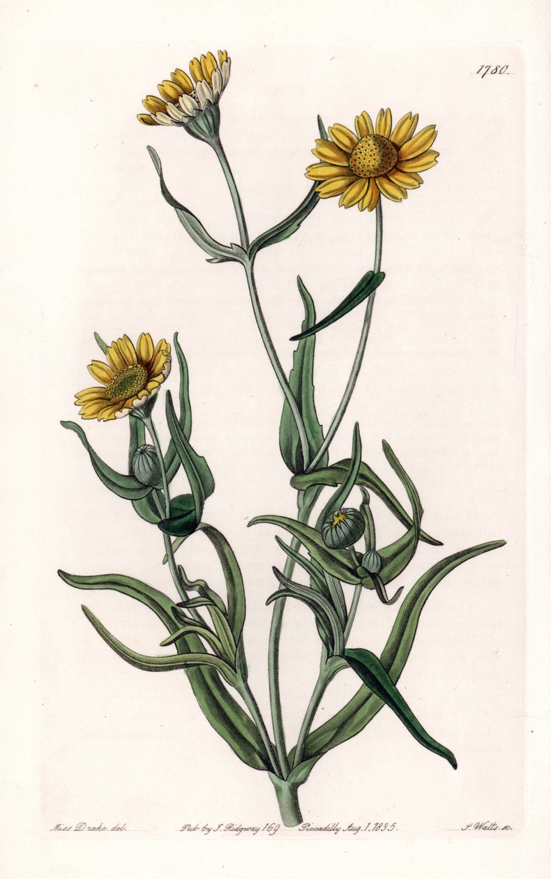 Daisy variete "gull", endemisk til California - Gravert av S.Watts, fra en illustrasjon av Sarah Anne Drake (1803-1857), fra Botanical Register of Sydenham Edwards (1768-1819), England av Sydenham Teast Edwards