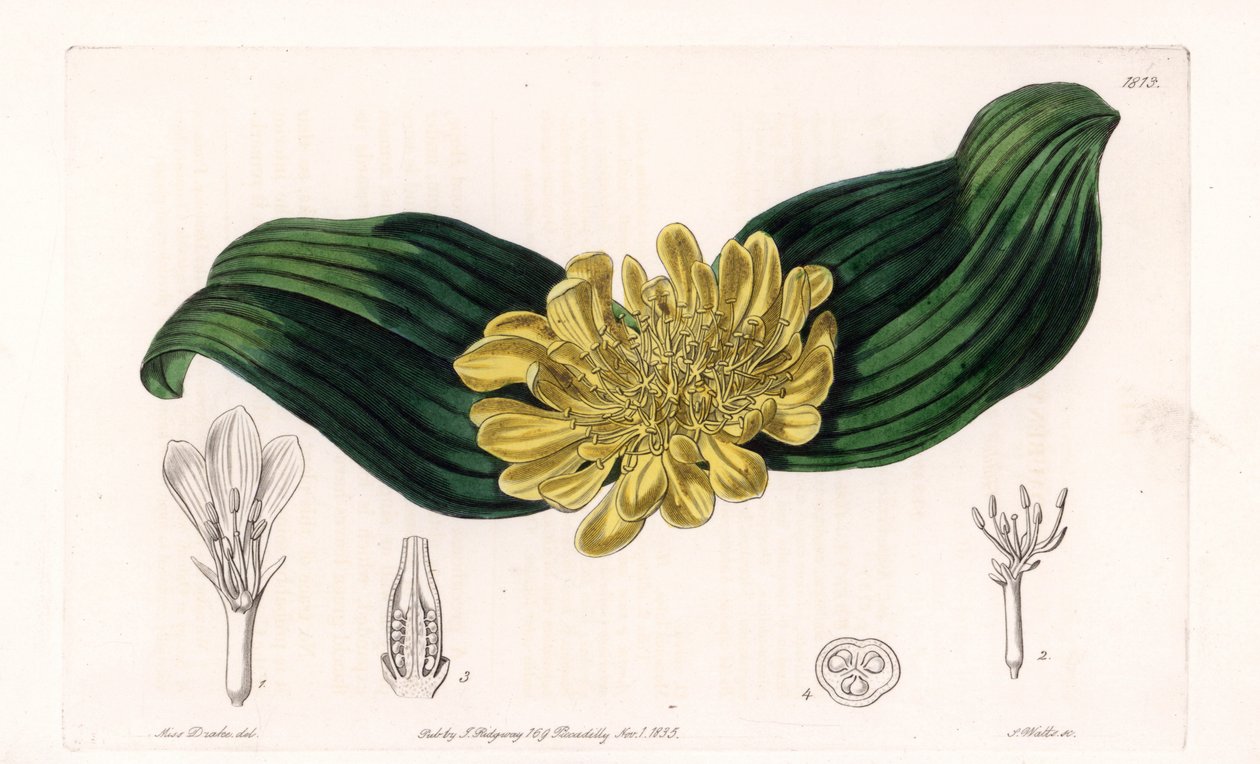 Daubenya Variete - Plate gravert av S.Watts, fra en illustrasjon av Sarah Anne Drake (1803-1857), fra Botanical Register of Sydenham Edwards (1768-1819), England av Sydenham Teast Edwards