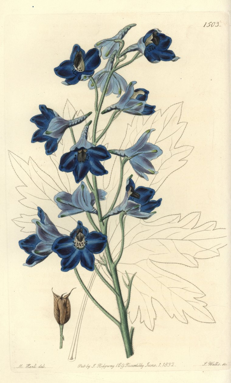 Dauphinelle eller lerkefot - Shewy delphinium, Delphinium speciosum. Håndfarget kobberstikk av S. Watts etter en illustrasjon av M. Hart fra Sydenham Edwards' Botanical Register, Ridgeway, London av Sydenham Teast Edwards
