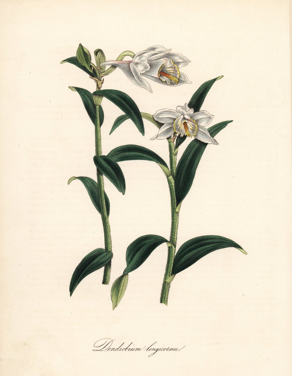 Dendrobium variete - Langhornet dendrobium orkidé, Dendrobium longiconu. Kopiert fra Sydenham Edwards "" Botanical Register."" Håndfarget sinkograf av C. Chabot tegnet av Miss MA Burnett fra hennes "" Plantae Utiliores: or Ill av Sydenham Teast Edwards