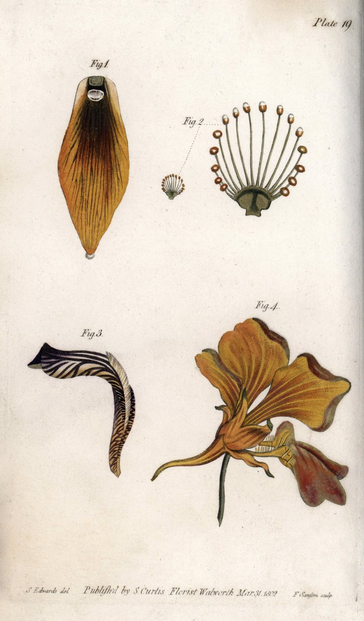 Detaljert beskrivelse av stammen og kronen på fritillary. Farget kobberstikk, illustrasjon av Sydenham Edwards (1768-1819) for Conferences of Botanical, Botanical Garden of Lambeth (England) av Sydenham Teast Edwards
