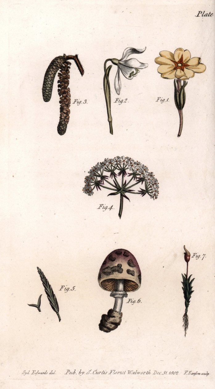 Ulike kalker: primerose, snø pierce, hasselnøtt, cike, gress, sopp og mose. Farget kobberstikk, illustrasjon av Sydenham Edwards (1768-1819) for Conferences of Botanical, Botanical Garden of Lambeth (England) av Sydenham Teast Edwards