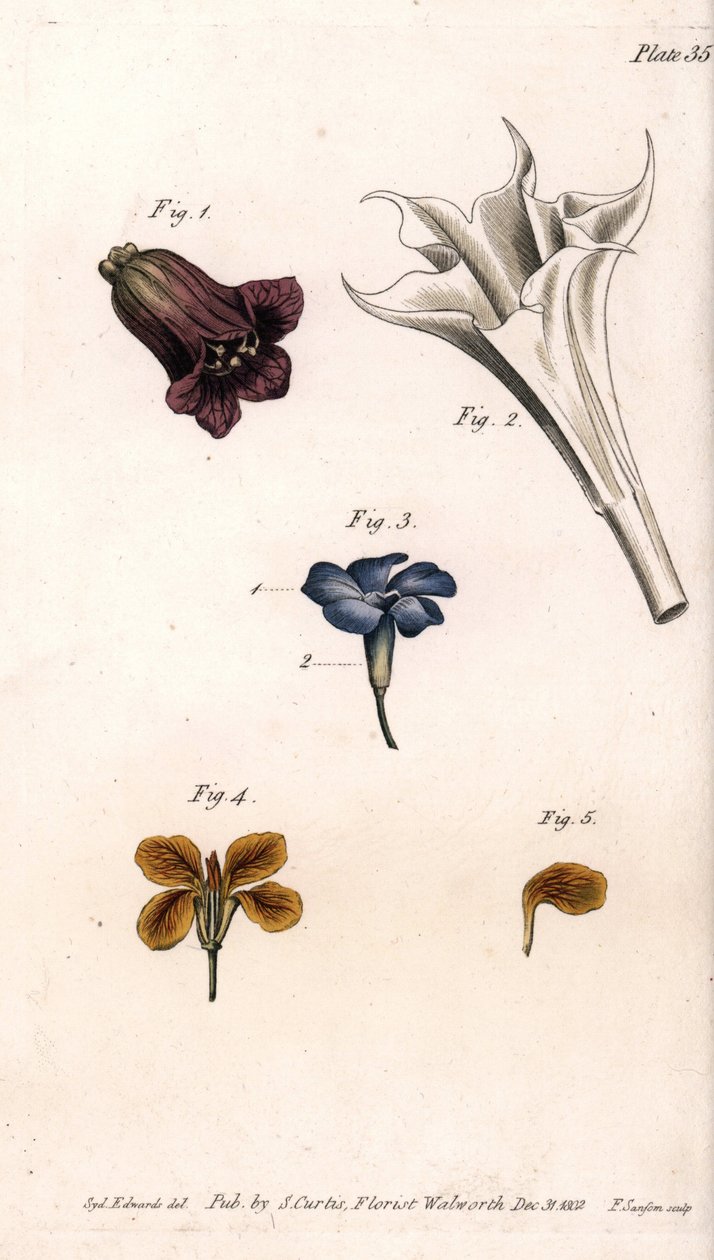 Ulike koroller: belladonnaen, stramoine daturaen, den store periwinkle og giroflee av veggene. Farget kobberstikk, illustrasjon av Sydenham Edwards (1768-1819) for Conferences of Botanical, Botanical Garden of Lambeth (England) av Sydenham Teast Edwards