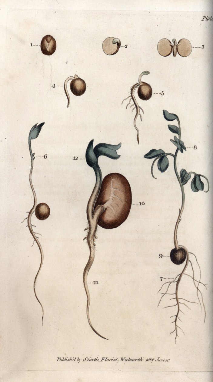 Ulike spiretrinn av ertefrø og vanlig bønne. Farget kobberstikk, illustrasjon av Sydenham Edwards (1768-1819) for Conferences of Botanical, Botanical Garden of Lambeth (England) av Sydenham Teast Edwards