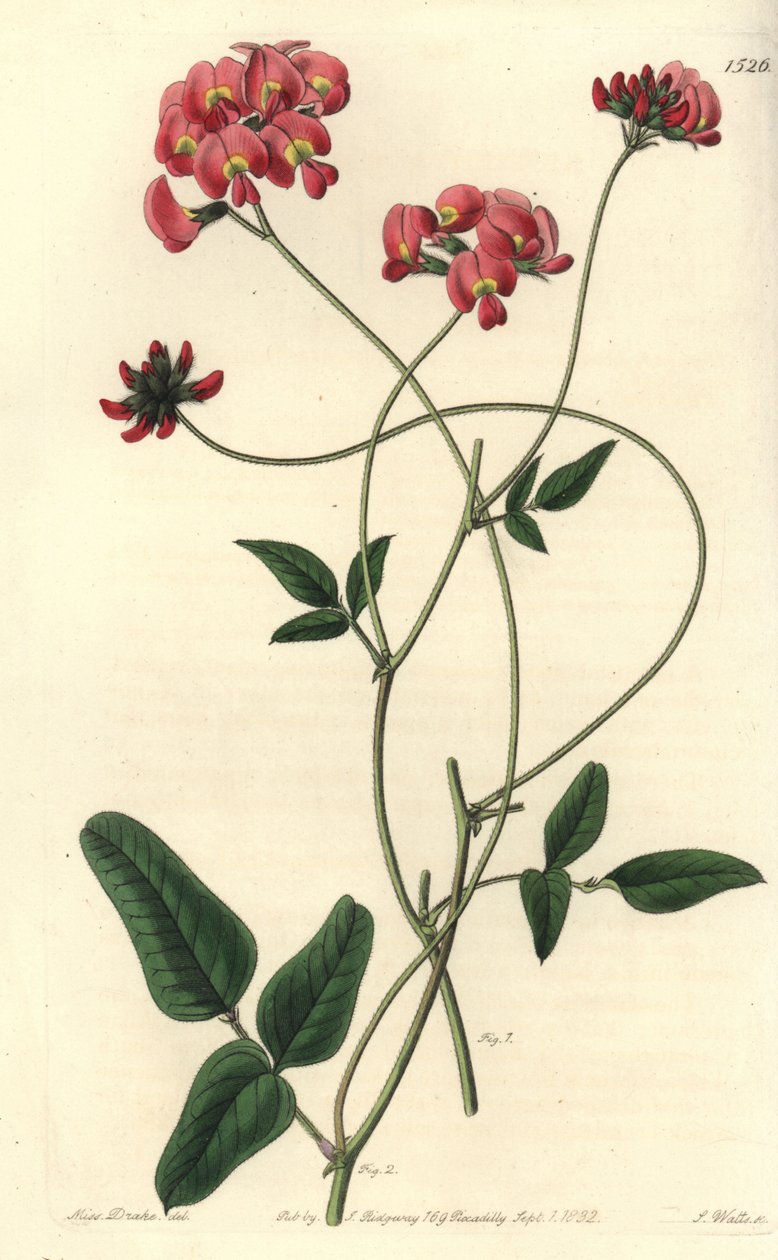 Dilatert kennedya, Kennedya dilatata. Håndfarget kobberstikk av S. Watts etter en illustrasjon av Miss Sarah Drake fra Sydenham Edwards' Botanical Register, Ridgeway, London av Sydenham Teast Edwards