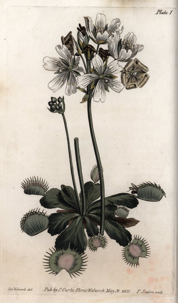 Dionee fanger flue eller ulvefelle. Farget kobberstikk, illustrasjon av Sydenham Edwards (1768-1819) for Conferences of Botanical, Botanical Garden of Lambeth (England) av Sydenham Teast Edwards