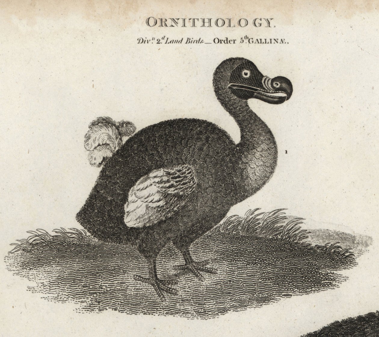 Dodo, Raphus cucullatus, utdødd flygeløs fugl. Kobberstikk av T. Milton etter en illustrasjon av Sydenham Edwards fra Abraham Rees' Cyclopaedia eller Universal Dictionary, London av Sydenham Teast Edwards