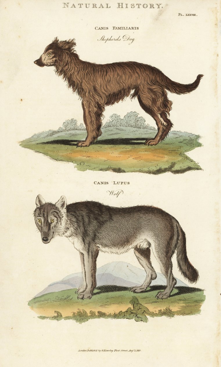 Hund og ulv - Gjeterhund, Canis familiaris, og ulv, Canis lupus. Håndfarget kobberstikk etter Sydenham Edwards fra John Mason Goods Pantologia, a New Encyclopedia, G. Kearsley, London av Sydenham Teast Edwards