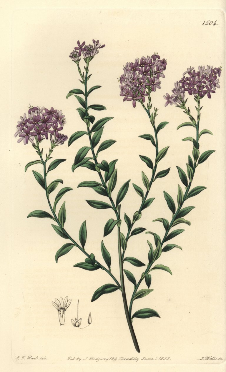 Dr. Gills selago, Selago gillii. Håndfarget kobberstikk av S. Watts etter en illustrasjon av JT Hart fra Sydenham Edwards' Botanical Register, Ridgeway, London av Sydenham Teast Edwards