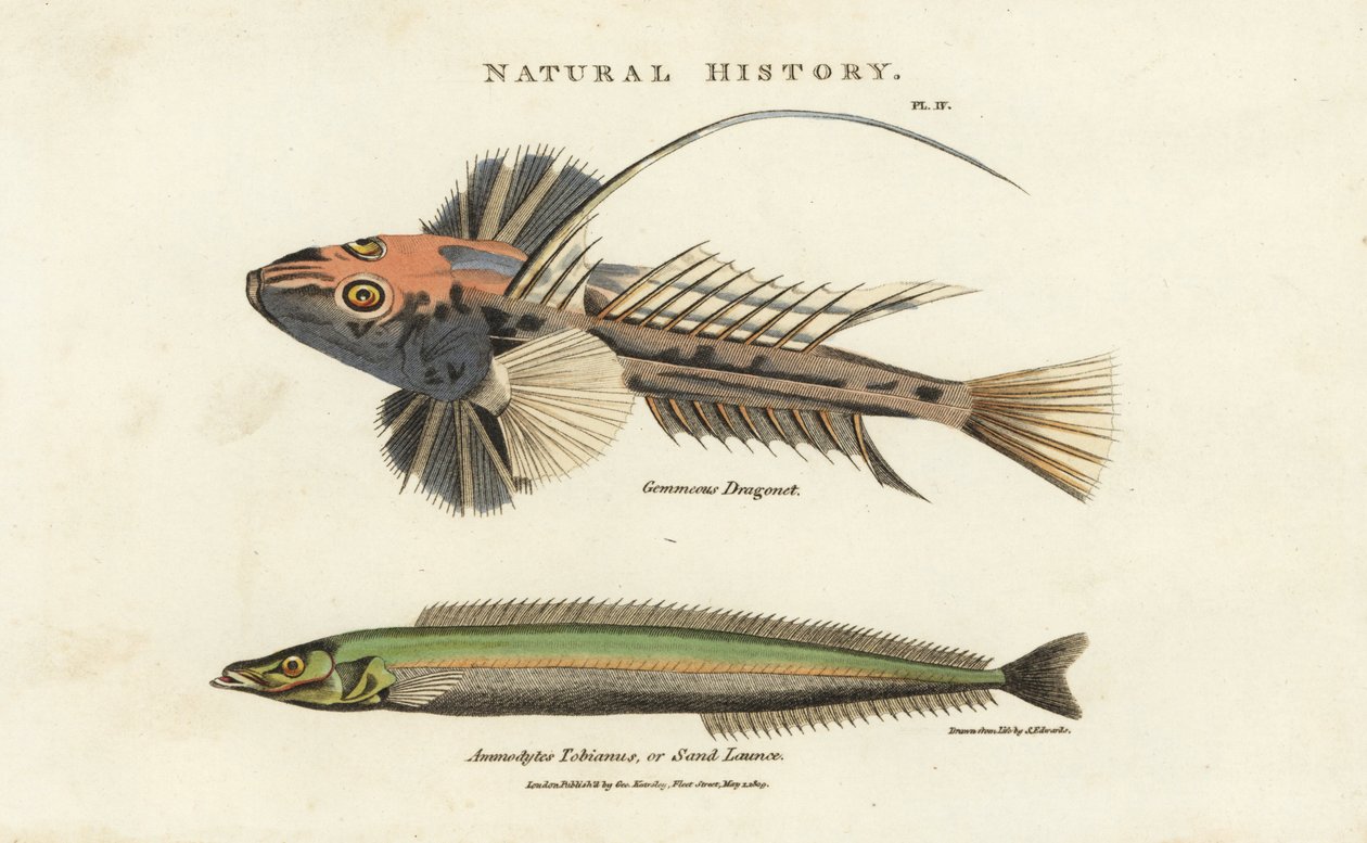 Dragonnett lyre og lancon equille - Vanlig drage, Callionymus lyra, og mindre tobis eller sandlanse, Ammodytes tobianus. Håndfarget kobberstikk etter Sydenham Edwards fra John Mason Goods Pantologia, a New Encyclopedia, G. Kearsley, Lond av Sydenham Teast Edwards