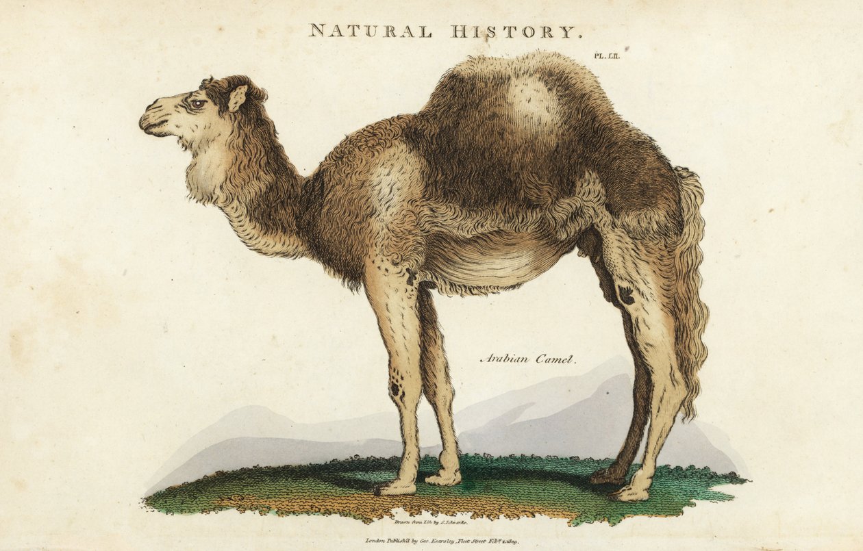 Dromedar - Arabisk, dromedar eller enpuklet kamel, Camelus dromedarius. Håndfarget kobberstikk etter Sydenham Edwards fra John Mason Goods Pantologia, a New Encyclopedia, G. Kearsley, London av Sydenham Teast Edwards