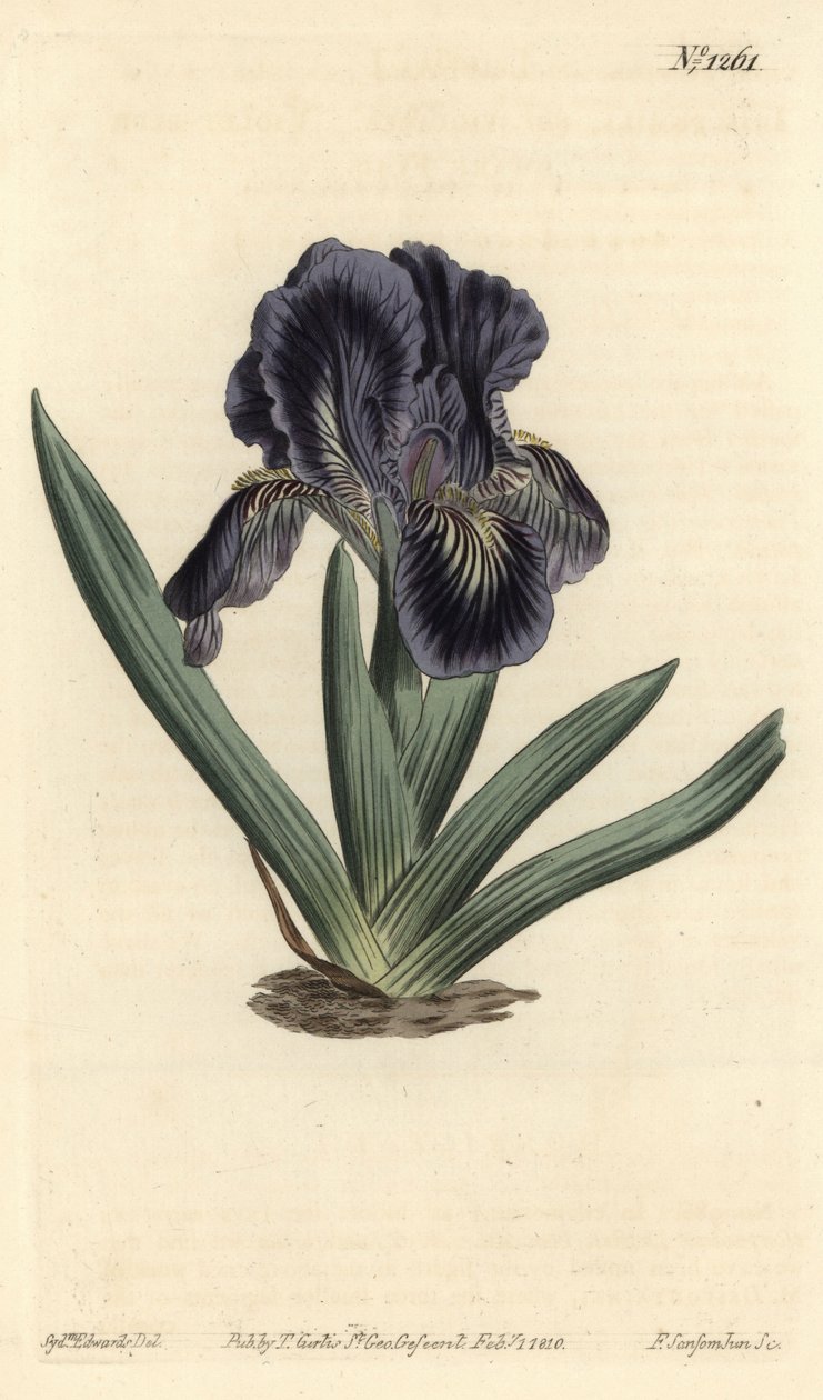 Dverg Iris - Iris x binata (lilla-blått dvergflagg, Iris pumila var. violacea). Håndfarget kobberstikk av F. Sansom Jr. etter en illustrasjon av Sydenham Edwards fra William Curtis