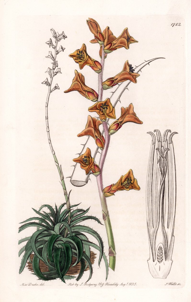 Dyckia, sukkulent plante med oransje blomster, hjemmehørende i Brasil - Gravert tavle av S.Watts, fra en illustrasjon av Sarah Anne Drake (1803-1857), fra Botanical Register of Sydenham Edwards (1768-1819), England av Sydenham Teast Edwards