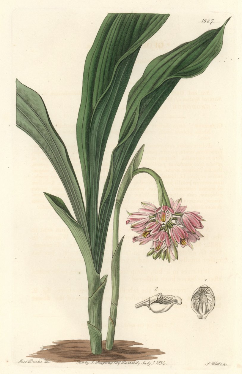 Earth Orchid, opprinnelig fra Sri Lanka - S. Watts Strong Water fra en illustrasjon av Sarah Anne Drake (1803), fra Botanical Register av Sydenham Teast Edwards