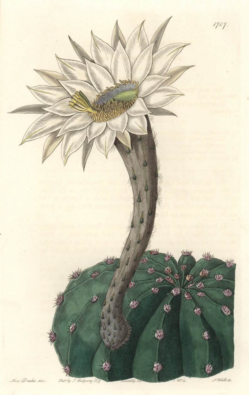 Echinocactus eyriesii, blomstrende kaktus, hjemmehørende i Mexico - Strong water av S. Watts fra en illustrasjon av Sarah Anne Drake (1803-1857), fra Botanical Register av Sydenham Teast Edwards