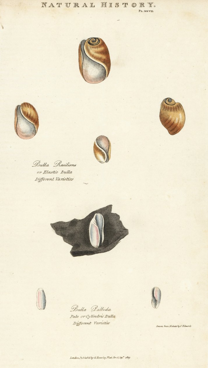 Elastisk bula, Bulla resiliens, og blek eller sylindrisk bulla, Bulla pallida. Håndfarget kobberstikk etter Sydenham Edwards fra John Mason Goods Pantologia, a New Encyclopedia, G. Kearsley, London av Sydenham Teast Edwards