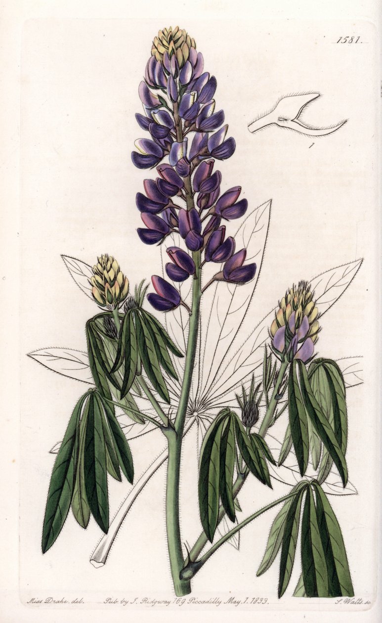 Elegant Lupin eller Lupin fra Mexico - Gravert av S.Watts, fra en illustrasjon av Sarah Anne Drake (1803-1857), fra Botanical Register of Sydenham Edwards (1768-1819), England av Sydenham Teast Edwards