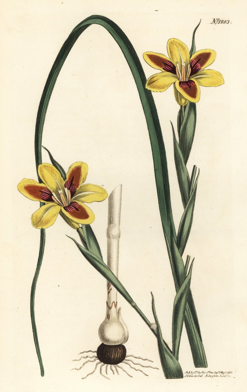 Elegant moraea, Moraea elegans (Moraea spicata). Håndfarget kobberstikk av F. Sansom Jr. etter en illustrasjon av Sydenham Edwards fra William Curtis' Botanical Magazine, T. Curtis, London av Sydenham Teast Edwards