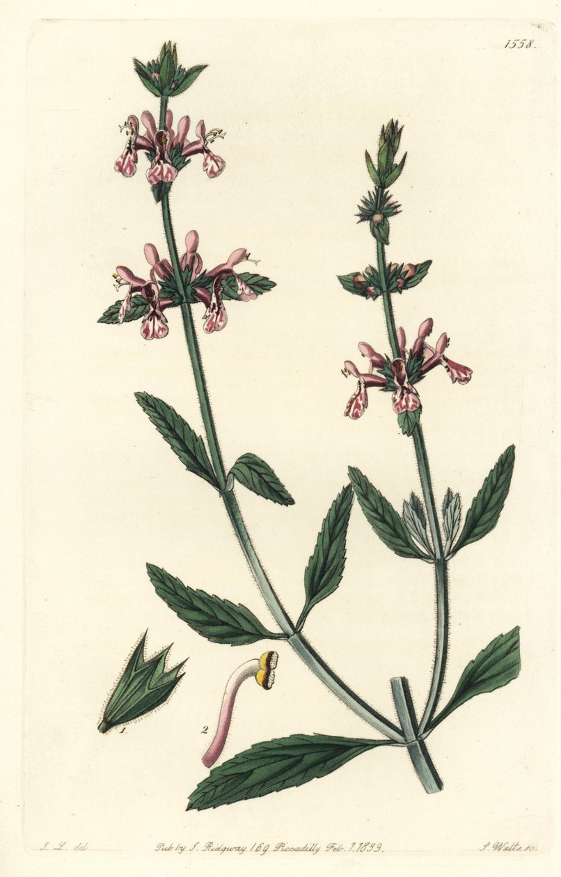 Epiary - Hvitstilket stachys, Stachys albicaulis. Håndfarget kobberstikk av S. Watts etter en illustrasjon av John Lindley fra Sydenham Edwards' Botanical Register, Ridgeway, London av Sydenham Teast Edwards