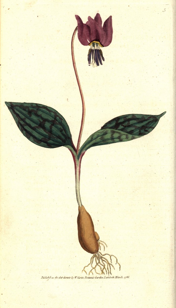 Erythrone hundetann (eller rød Satyrion) - Hundetann fiolett, Erythronium dense-canis. Håndfarget kobberstikk etter en botanisk illustrasjon av James Sowerby fra William Curtis
