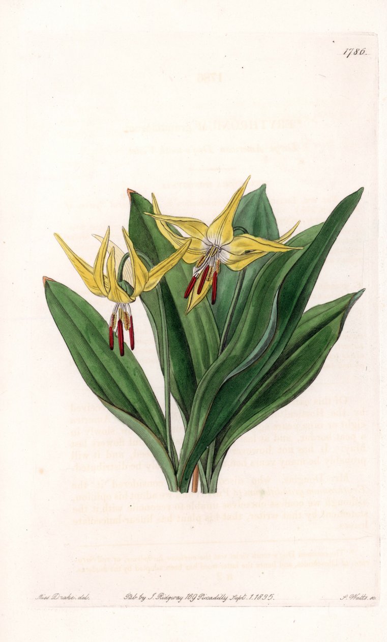 Erythrone har store blomster, hjemmehørende i Nord-Amerika - Plate gravert av S.Watts, fra en illustrasjon av Sarah Anne Drake (1803-1857), fra Botanical Register of Sydenham Edwards (1768-1819), England av Sydenham Teast Edwards