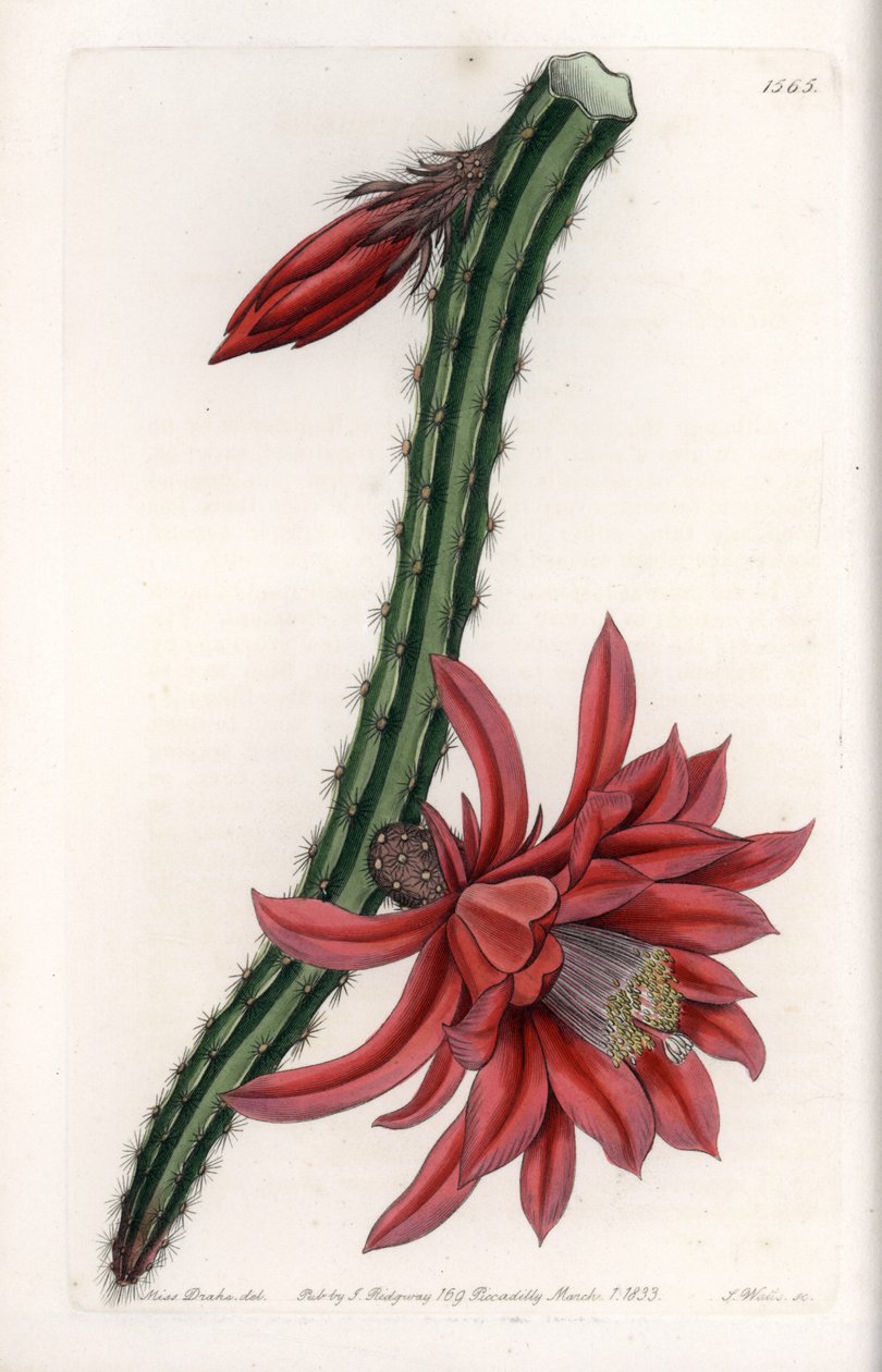 Escalating Cacter - Engraved Plate av S.Watts, fra en illustrasjon av Sarah Anne Drake (1803-1857), fra Botanical Register of Sydenham Edwards (1768-1819), England av Sydenham Teast Edwards