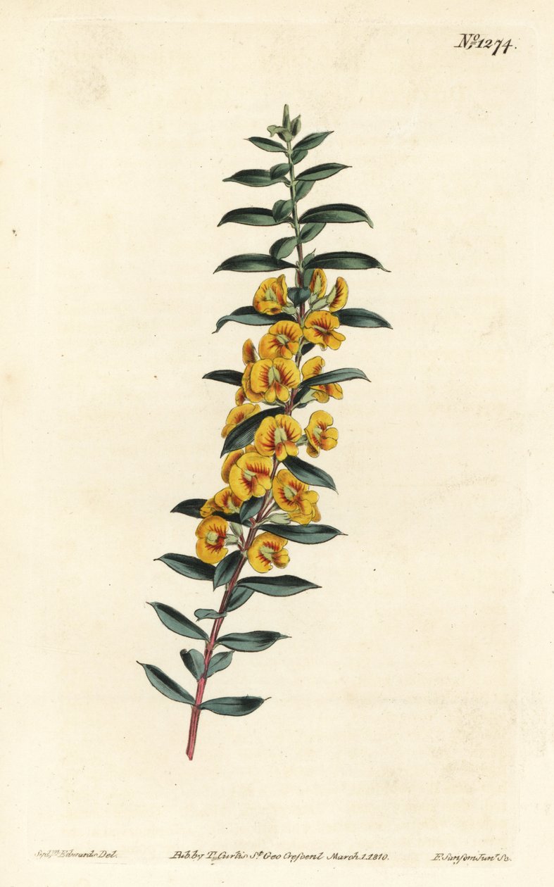 Eutaxia myrtifolia (Cross-leaved dillwynia, Dillwynia obovata). Håndfarget kobberstikk av F. Sansom Jr. etter en illustrasjon av Sydenham Edwards fra William Curtis' Botanical Magazine, T. Curtis, London av Sydenham Teast Edwards