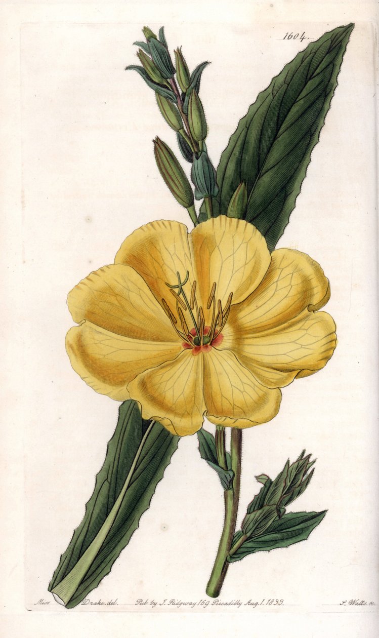 Nattlys med store blomster - Gravert tavle av S.Watts, fra en illustrasjon av Sarah Anne Drake (1803-1857), fra Botanical Register of Sydenham Edwards (1768-1819), England av Sydenham Teast Edwards
