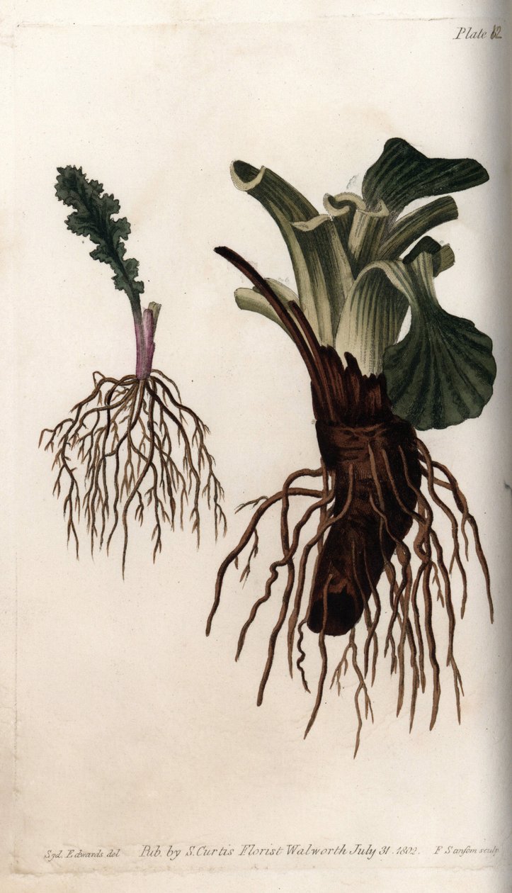 Fibrøse røtter av vanlig senekon og stor plantain (eller groblad av fugler). Farget kobberstikk, illustrasjon av Sydenham Edwards (1768-1819) for Conferences of Botanical, Botanical Garden of Lambeth (England) av Sydenham Teast Edwards