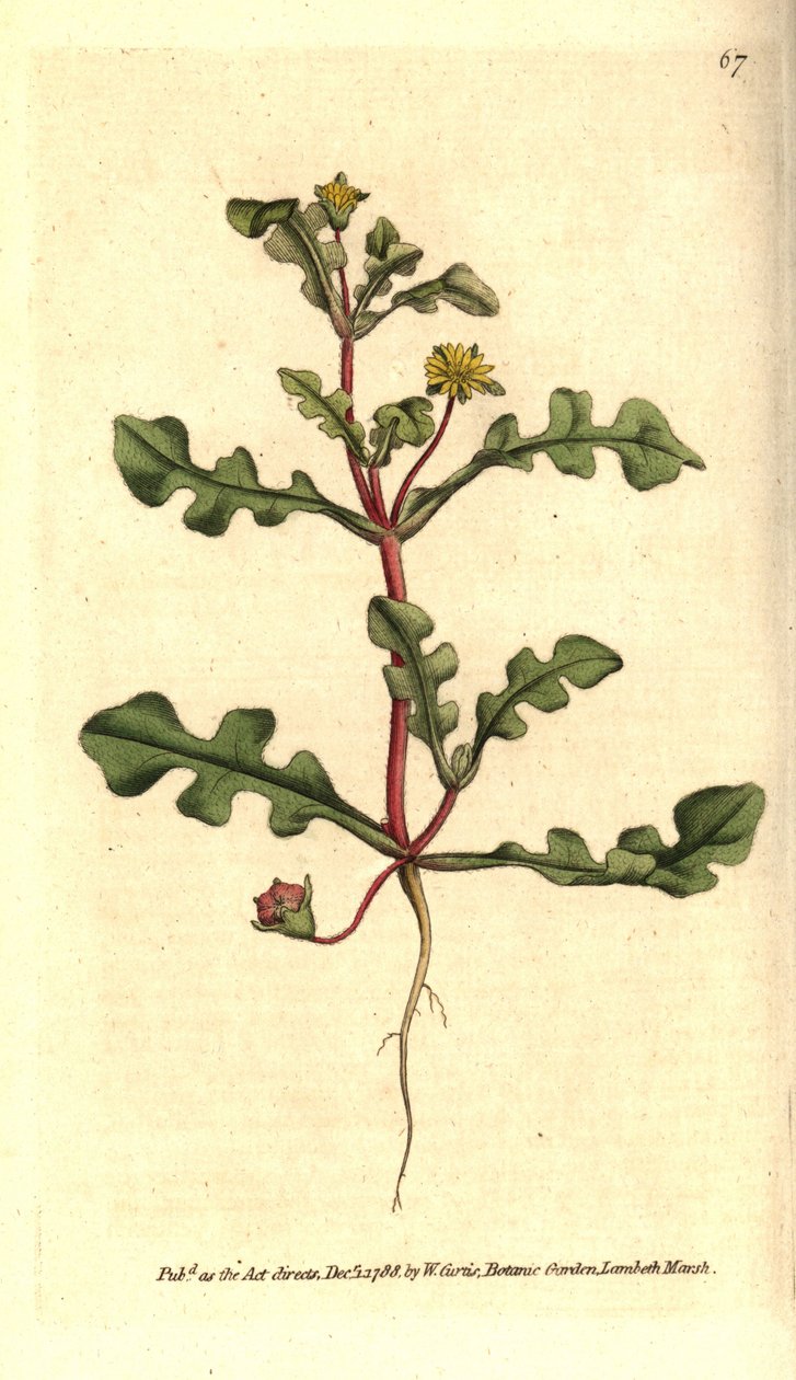 Ficoide variete - Aethephyllum pinnatifidum (Jagged-leaved fiken ringblomst, Mesembryanthemum pinnatifidum). Håndfarget kobberstikk etter en botanisk illustrasjon fra William Curtis' The Botanical Magazine, Lambeth Marsh, London av Sydenham Teast Edwards